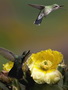 Infocusphotos : Female Broad-billed Hummingbirds, Coronado National Forest, Madera Canyon, Arizona, wildlife