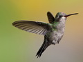 Infocusphotos : Female Broad-billed Hummingbirds, Coronado National Forest, Madera Canyon, Arizona, wildlife