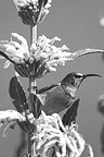 Infocusphotos | Humming Bird Gallery : Bird, landscape, portrait and stock photography of Malie Rich Griffith
