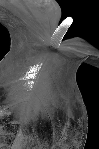 Anthurium Black and White