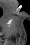Anthurium Black and White