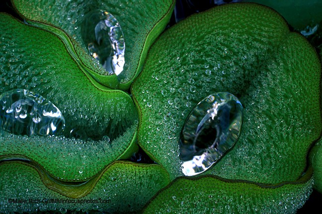 Water Gathered on Lillies