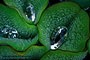Water Gathered on Lillies