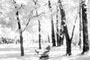 Walk Path Forest Bench Infrared