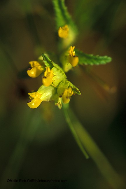 Wildflower
