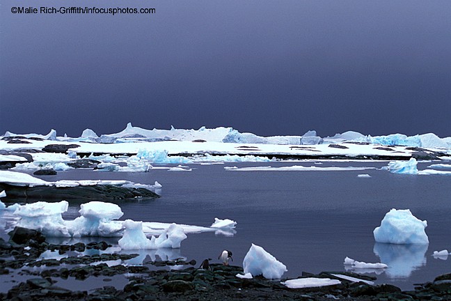 Gentoo Penguins Planeau Island Antarctica