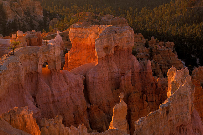 Hoodoos at Sunrise Glowing Bryce Canyon National Park Utah