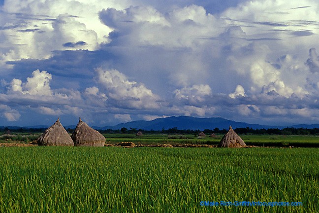 Rice Fields and Haystacks Mae Sai Golden Triangle