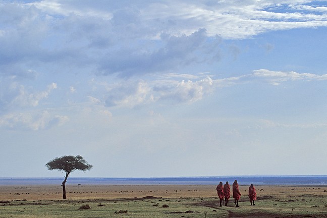 Morani Acacia Tree