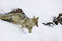 Coyote