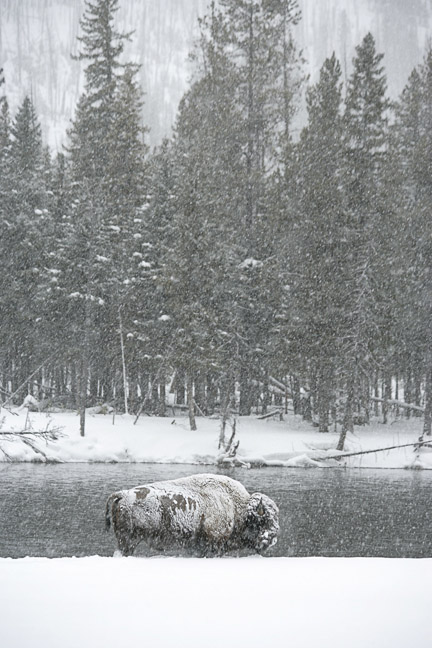 Bison Bull Blizzard