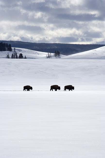 Buffalo Bison Pristine Vast