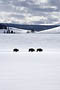 Buffalo Bison Pristine Vast 