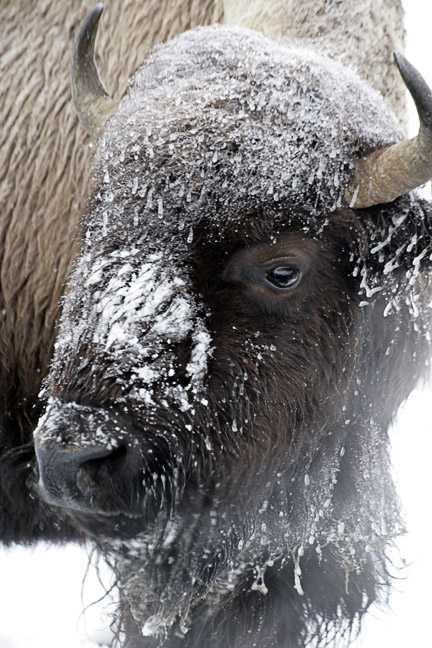 Bison Bull Blizzard Portrait