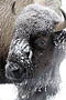 Bison Bull Blizzard Portrait