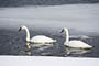 Trumpeter Swans