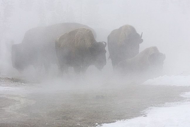 Bison Bufrfalo Thermals Steam