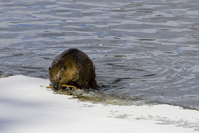 Beaver Wet Water