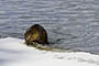 Beaver Wet Water