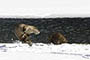 River Otter Playing Leaping Beaver
