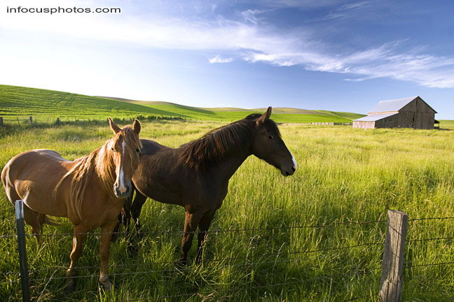 Infocusphotos : Palouse - stock photo