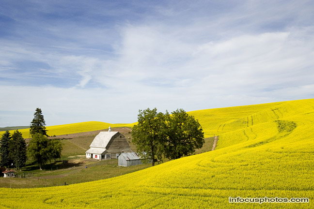 Infocusphotos : Palouse - stock photo