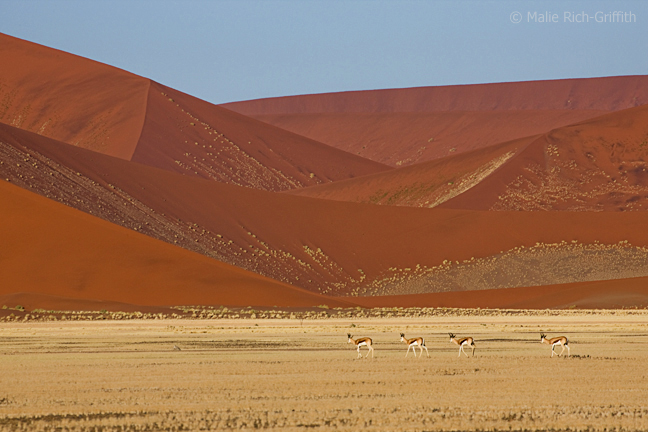 Infocusphotos : Springbok Walking in the Golden Grass by the Red Dunes of Sossusvlei, Namibia