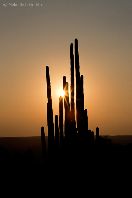 Infocusphotos : Euphorbia Candelabra at Sunset, near Windhoek, Namibia