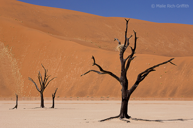 Infocusphotos : Dessicated Tree with Bird's Nest and a Red Dune at Dead Vlei,Namibia