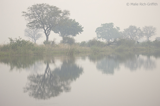 Infocusphotos : Reflections on A Misty Afternoon in Linyanti Swamp, Namibia