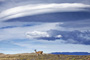 Infocusphotos : Guanaco Surveying the Landscape of Torres Del Paine