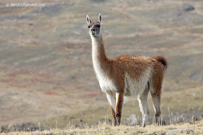 Infocusphotos : Guanaco Portrait, Torres del Paine National Park