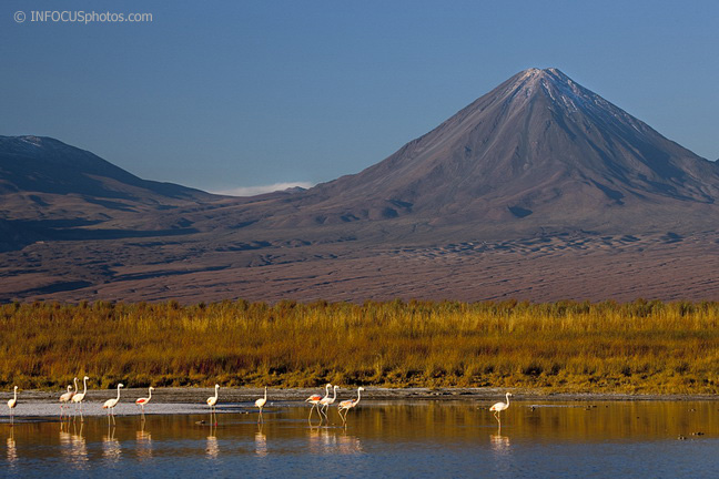 Infocusphotos : Flamingoes in Front of the Lincan Cabur Volcano, Atacama Desert