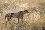 Africa, Serengeti - Male Lion Portrait