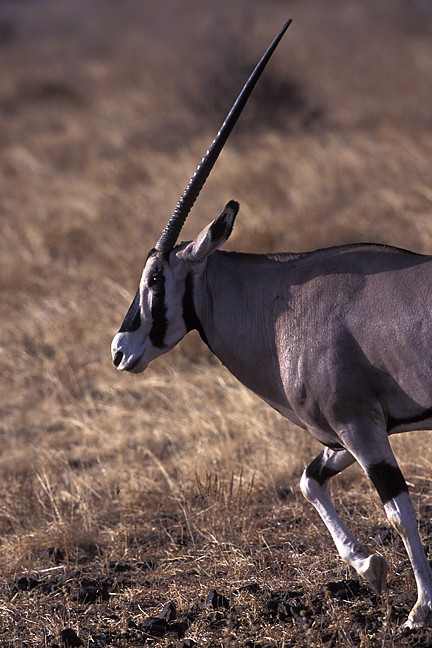 Arabian Oryz