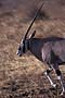 Africa, Serengeti - Arabian Oryz