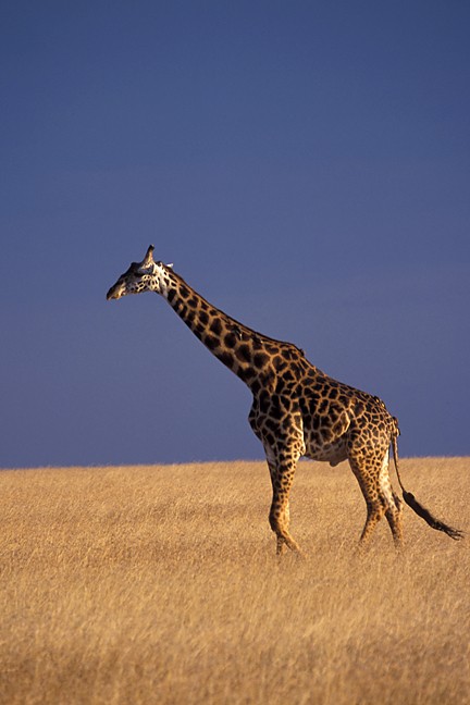 Masai Giraffe