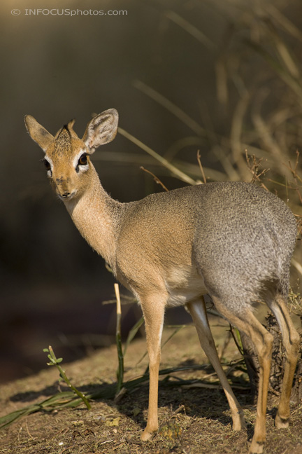 Infocusphotos : WMADIG022 Kirk's Dik-dik (Madoqua kirki), Waterberg National Park, Namibia
