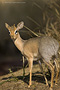 Infocusphotos : WMADIG022 Kirk's Dik-dik (Madoqua kirki), Waterberg National Park, Namibia