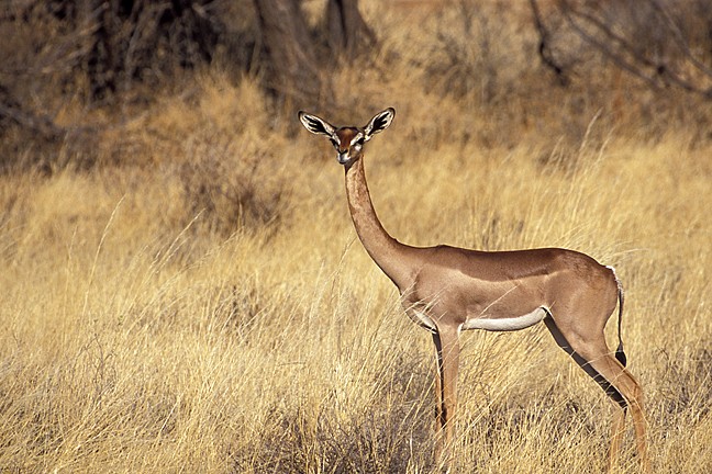 Female Gerenuk Antelope