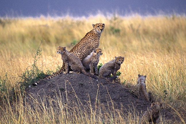 Cheetah