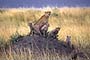 Africa, Serengeti - Cheetah