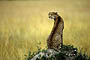 Africa, Serengeti - Female Cheetah