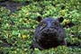 Africa, Serengeti - Hippopotamus Water Lettuce