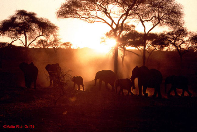 Elephants at Sunset Africa Tanzania Serengeti
