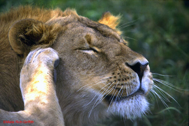 Young Male Lion Scratching Serengeti
