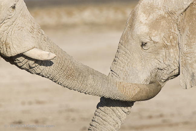 Infocusphotos : WMEDIG046 Cow Elephant and her Calf in Affection Display (Loxodonta africana), Etosha National Park, Namibia