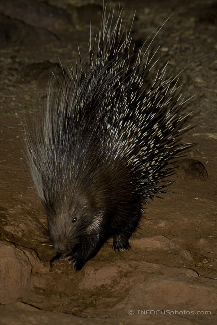 Infocusphotos : WMMDIG074 Crested Porcupine (Hystrix africaaustralis) Foraging at Night, Okonjima, Namibia