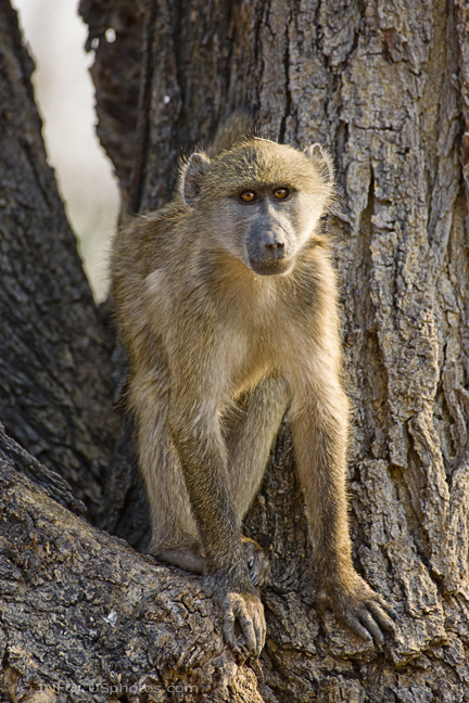 Infocusphotos : WMMKDIG039 Chacma Babboon (Papio cynocephalus), Mahenga Game Reserve, Namibia