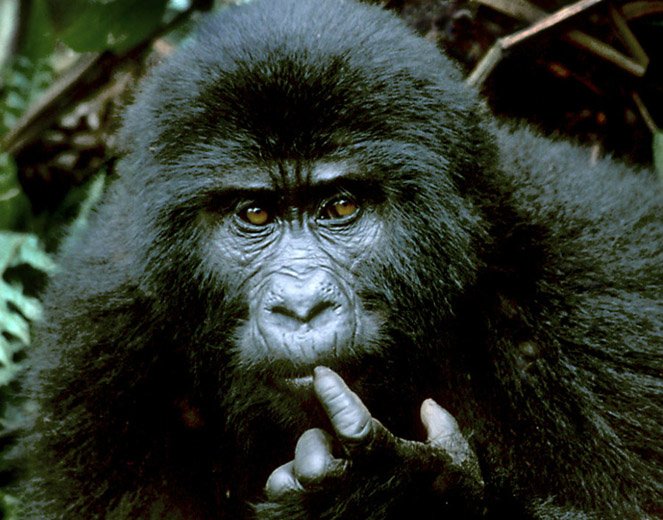 Curious Gorilla